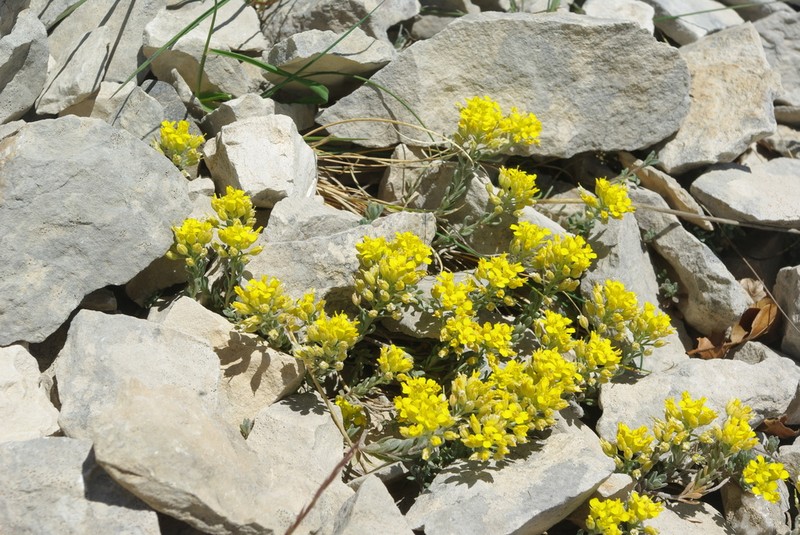 Alyssum flexicaule