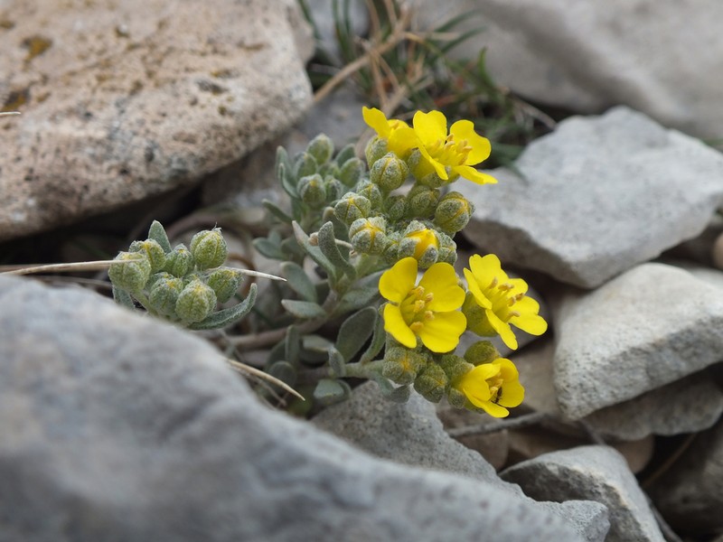 Alyssum flexicaule photo 2