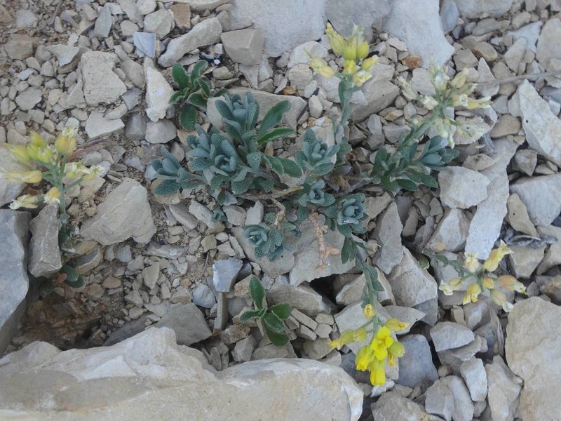Alyssum flexicaule photo 3