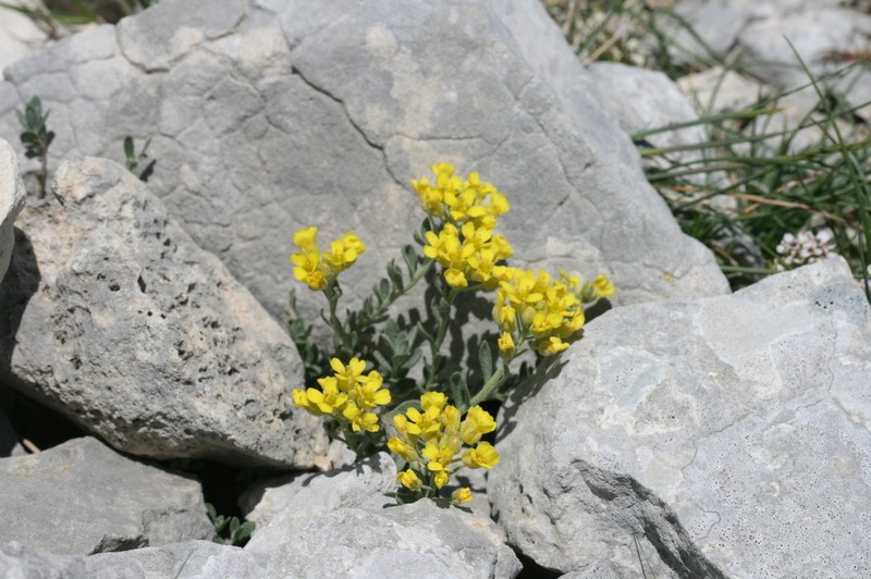 Alyssum flexicaule photo 4
