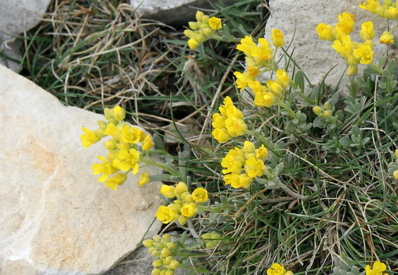 Alyssum flexicaule photo 5