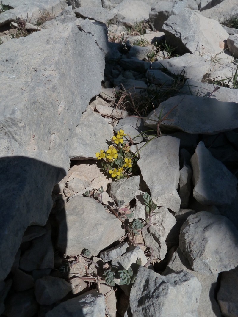 Alyssum flexicaule photo 6