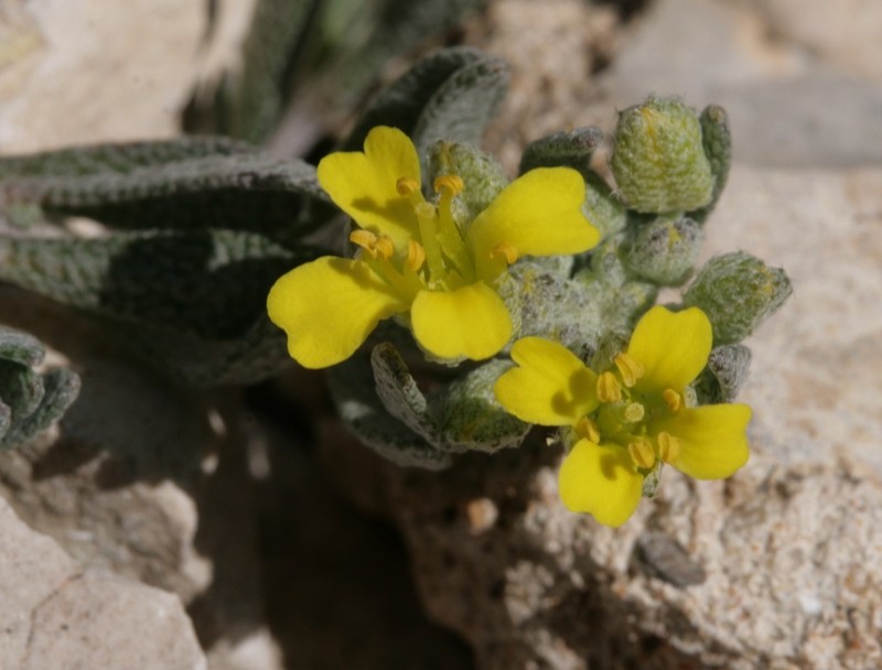 Alyssum flexicaule photo 7