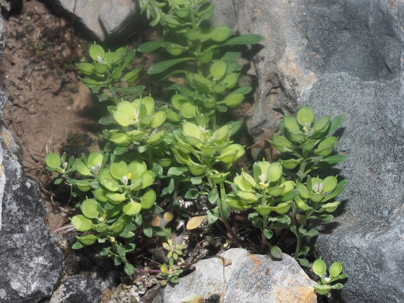 Alyssum foliosum