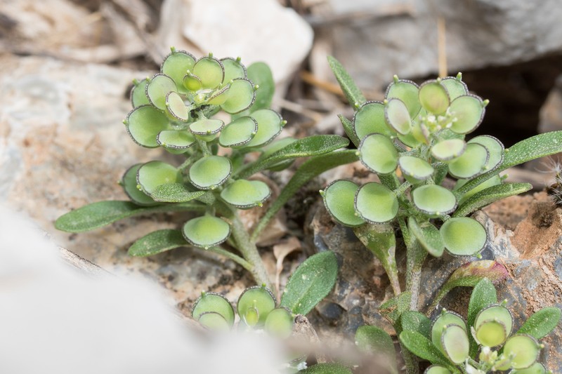 Alyssum foliosum photo 2