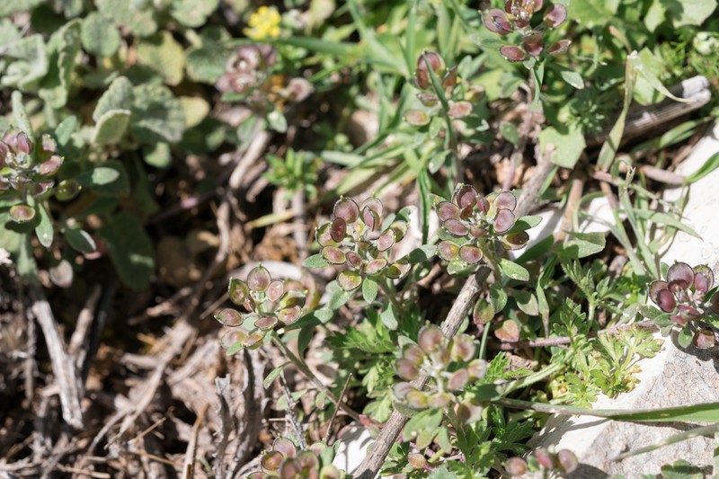 Alyssum foliosum photo 3