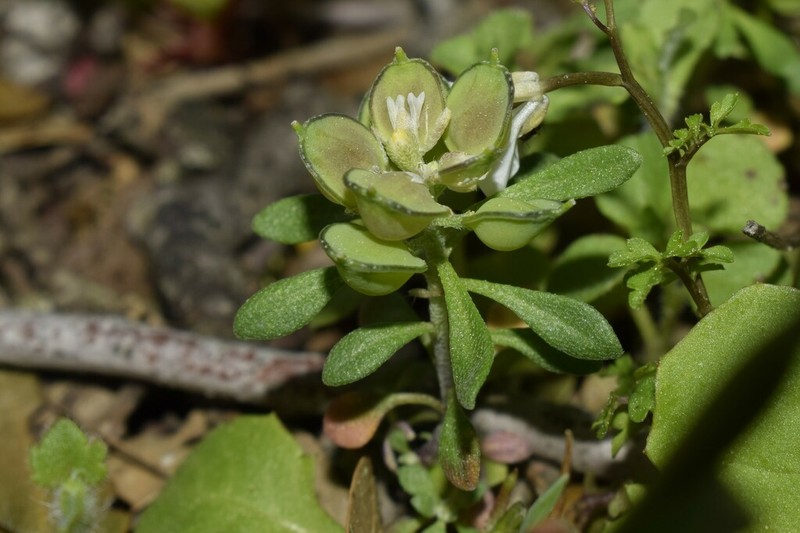Alyssum foliosum photo 4