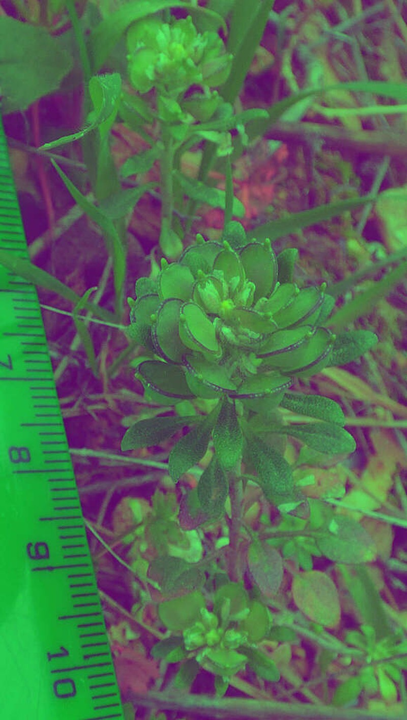 Alyssum foliosum photo 5