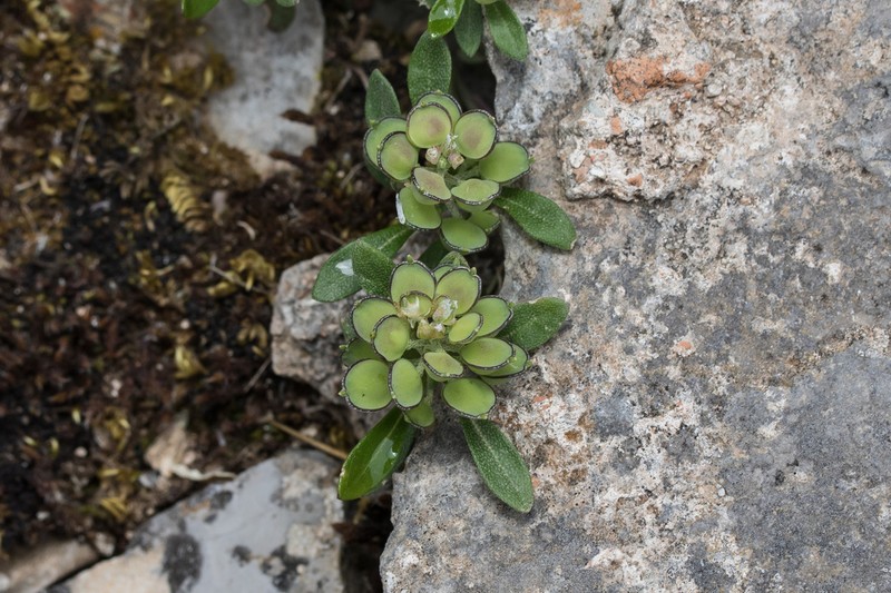 Alyssum foliosum photo 6