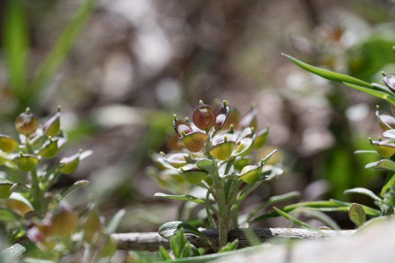 Alyssum foliosum photo 8