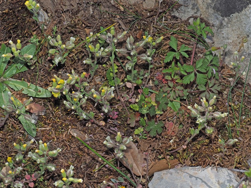 Alyssum fulvescens