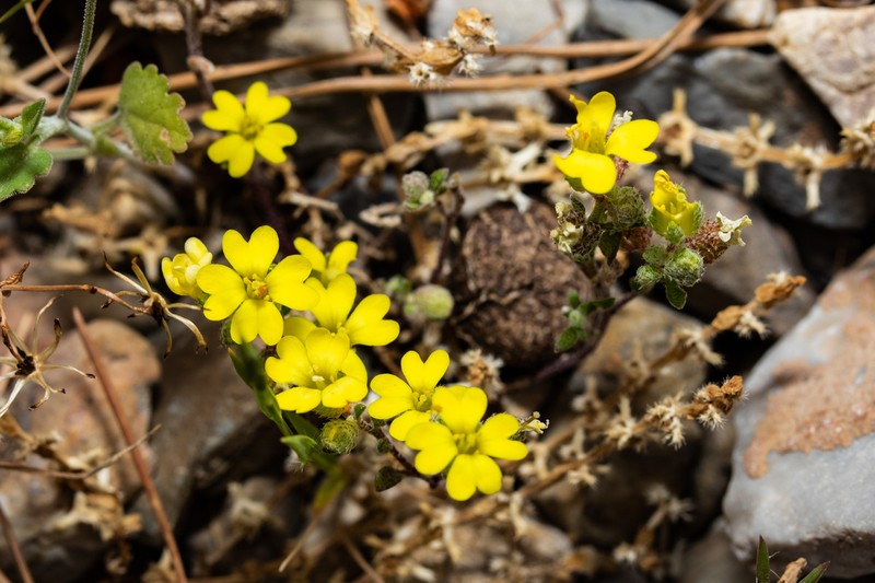 Alyssum fulvescens photo 2