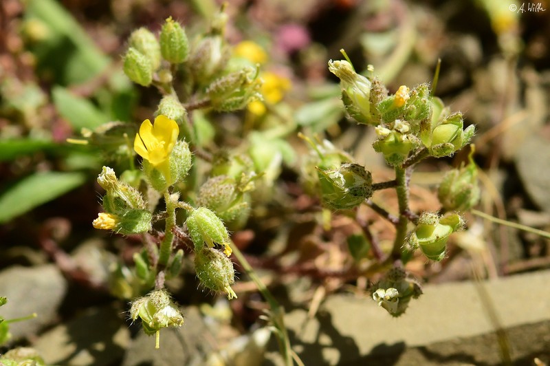 Alyssum fulvescens photo 4