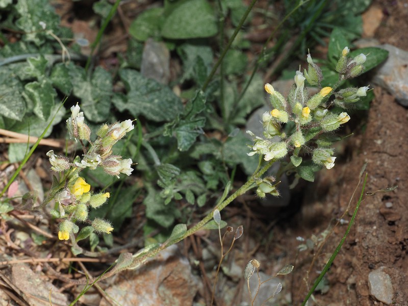 Alyssum fulvescens photo 6