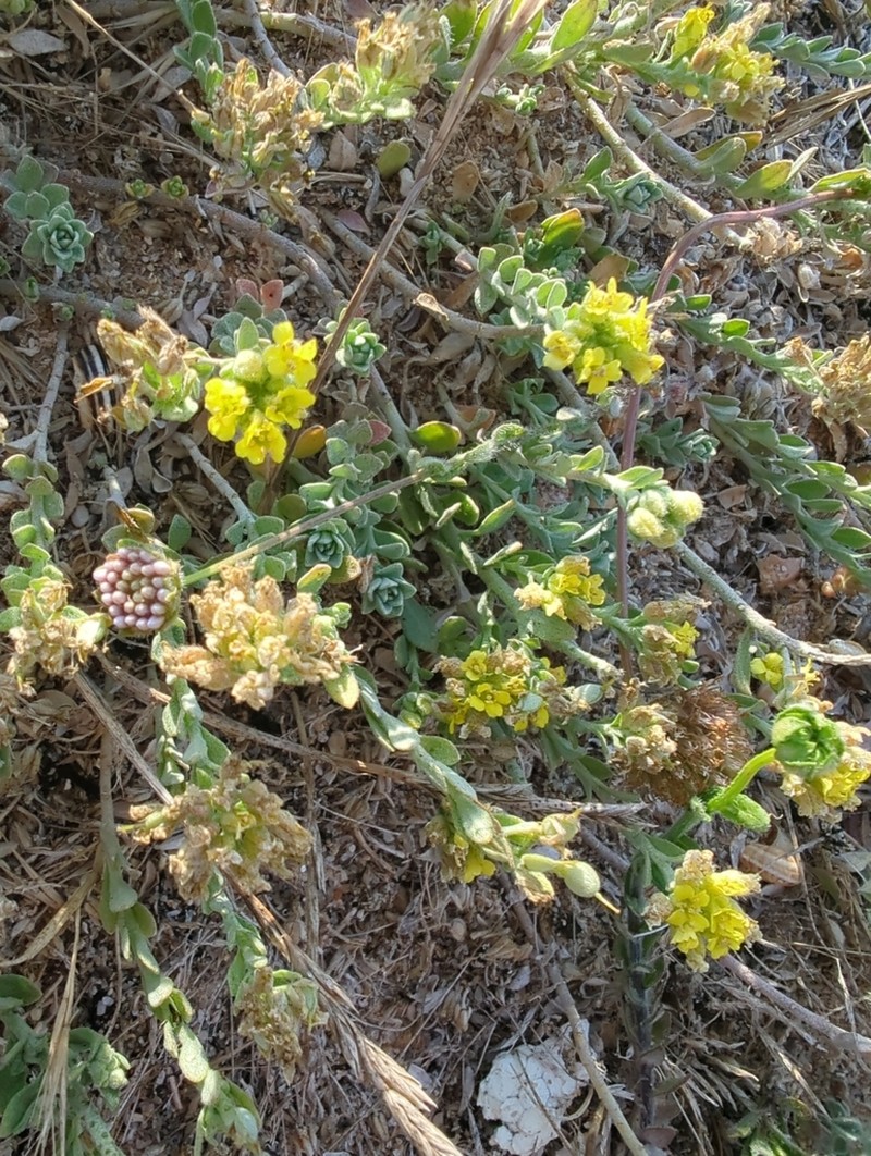 Alyssum gallaecicum