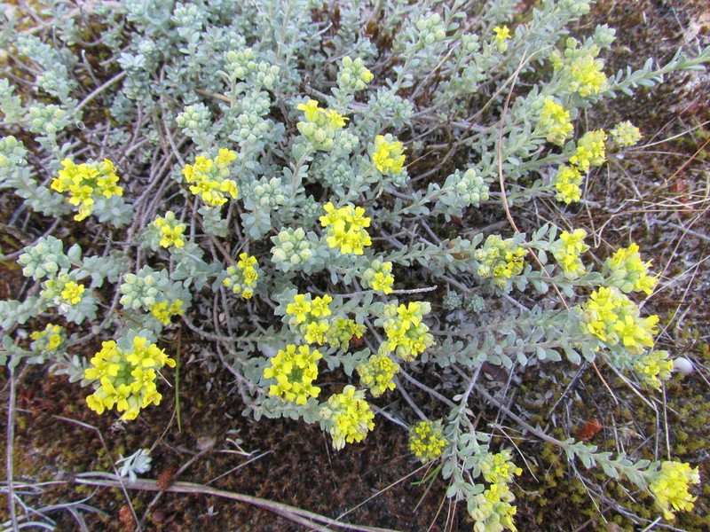 Alyssum gallaecicum photo 2