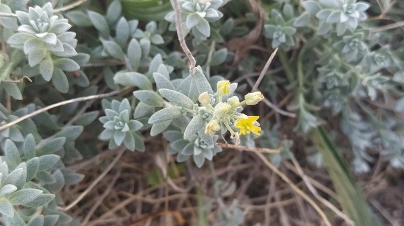 Alyssum gallaecicum photo 3