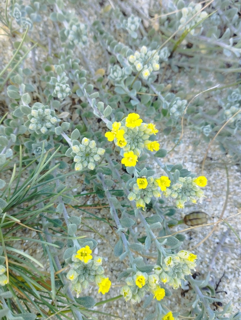 Alyssum gallaecicum photo 4