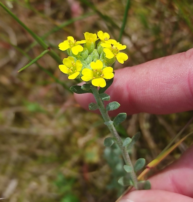 Alyssum gallaecicum photo 5
