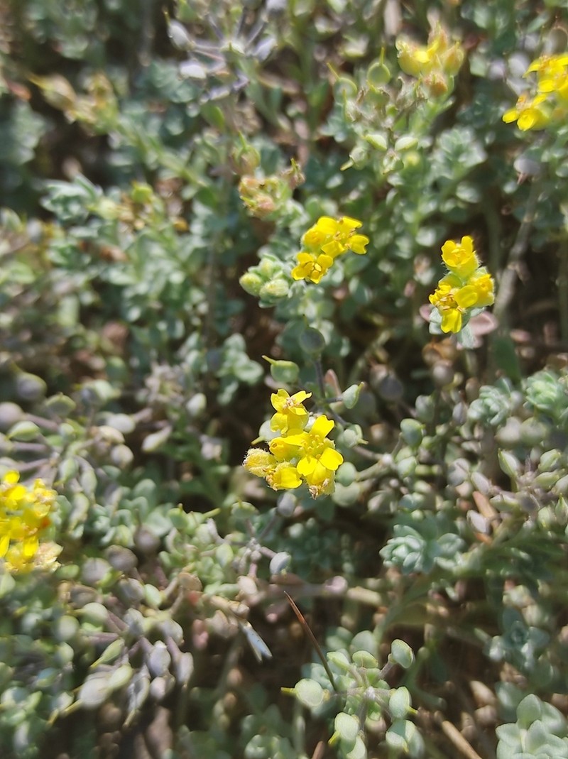 Alyssum gallaecicum photo 6