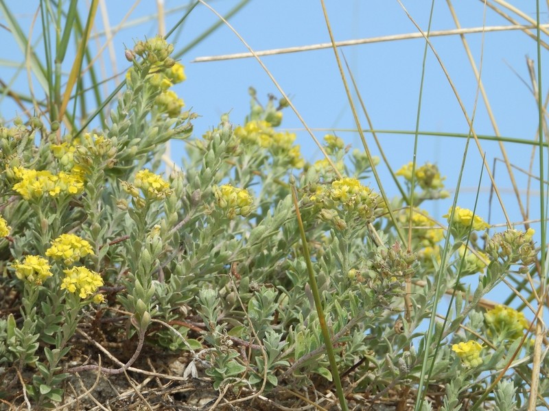 Alyssum gallaecicum photo 7