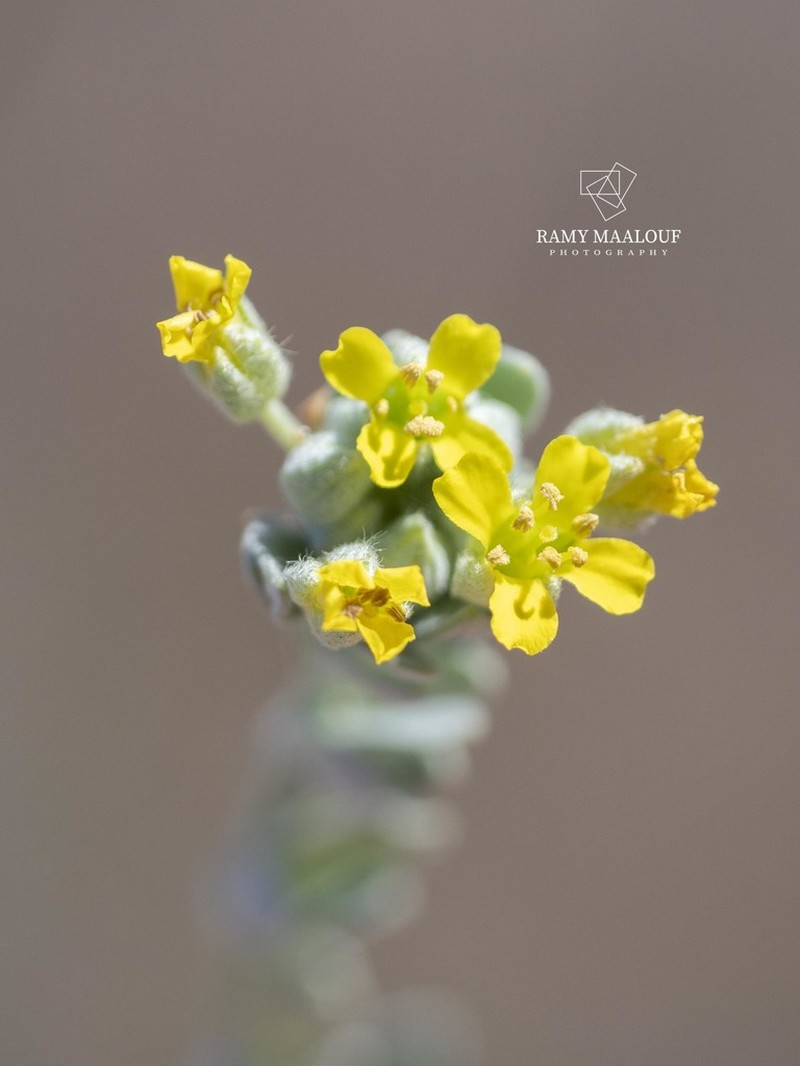 Alyssum gallaecicum photo 8