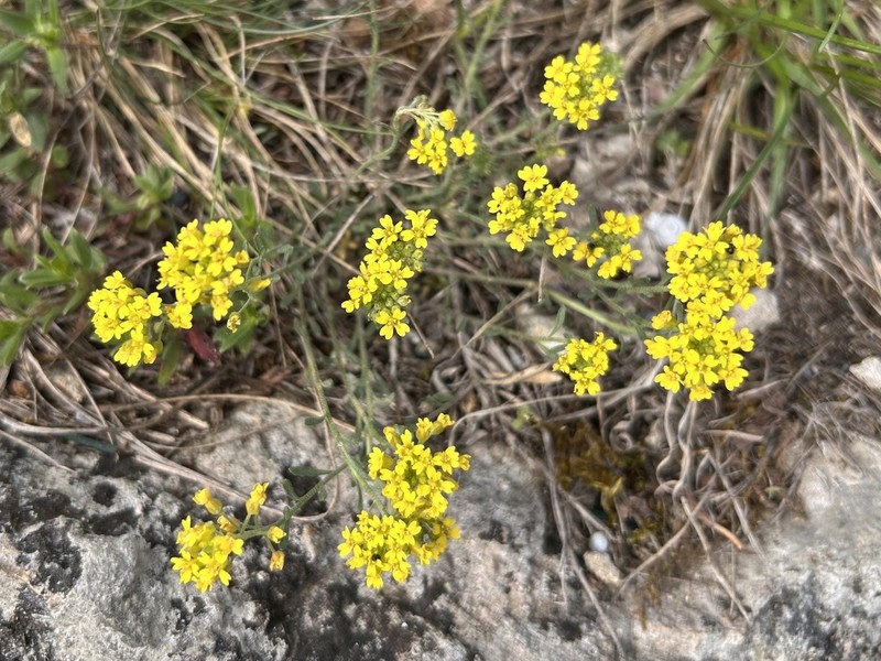 Alyssum gmelinii photo 2