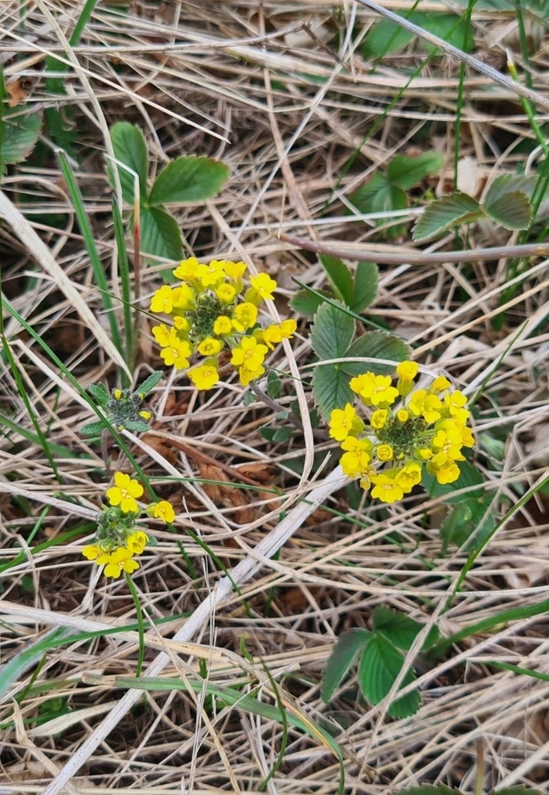 Alyssum gmelinii photo 3