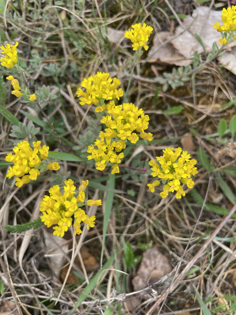 Alyssum gmelinii photo 4