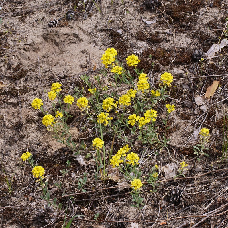 Alyssum gmelinii photo 5