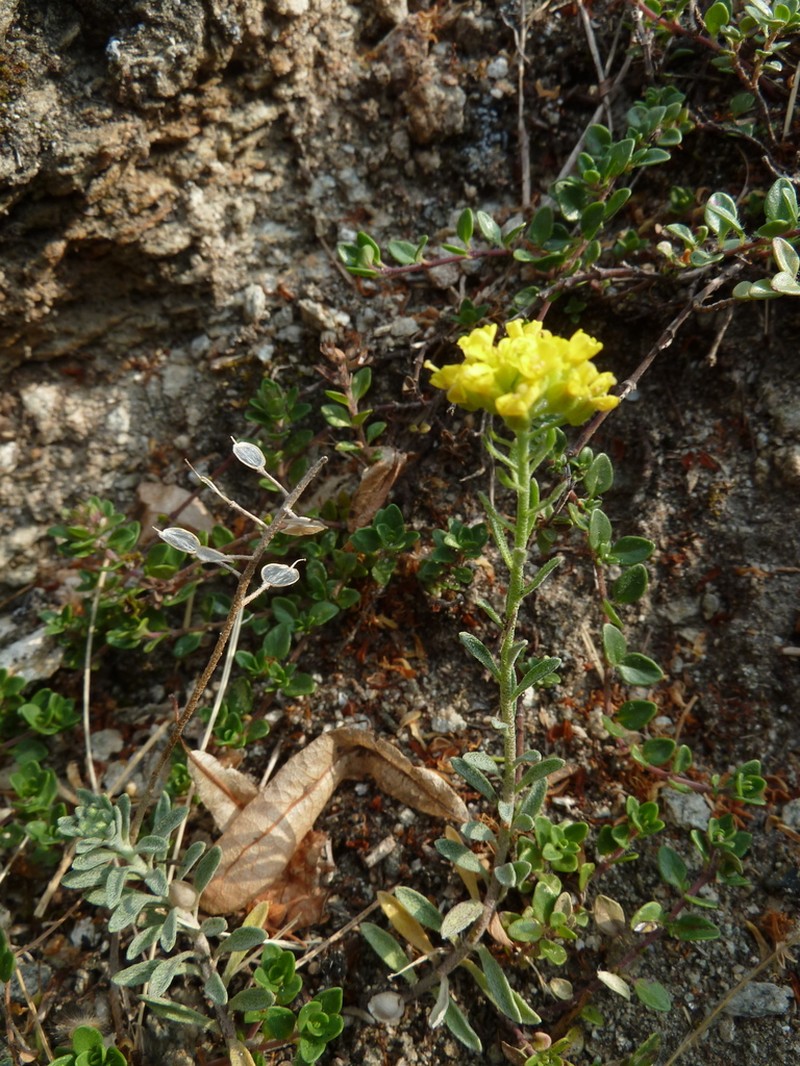 Alyssum gmelinii photo 6