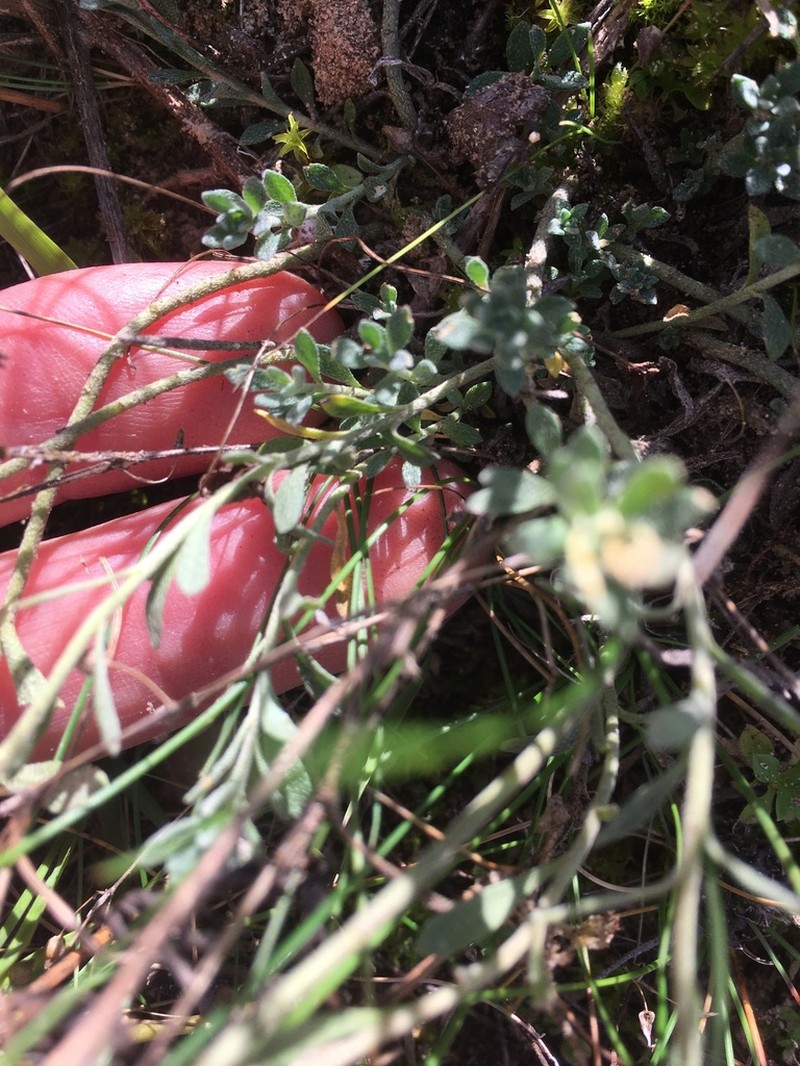 Alyssum gmelinii photo 8