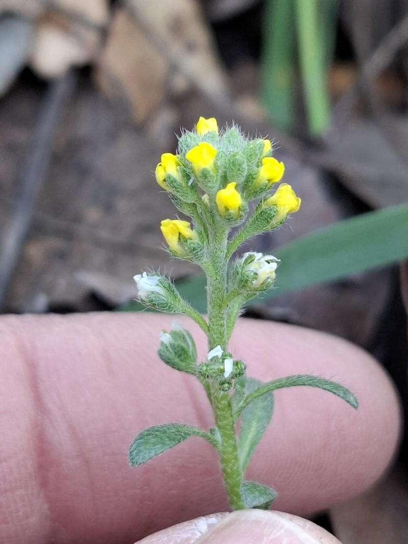 Alyssum granatense