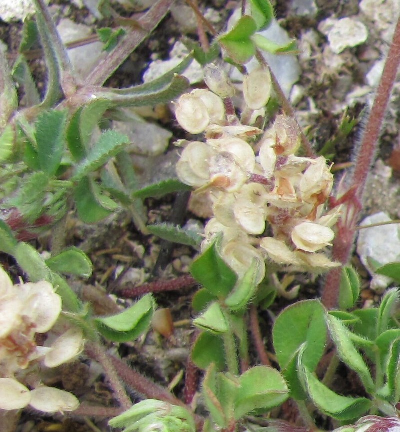 Alyssum granatense photo 2