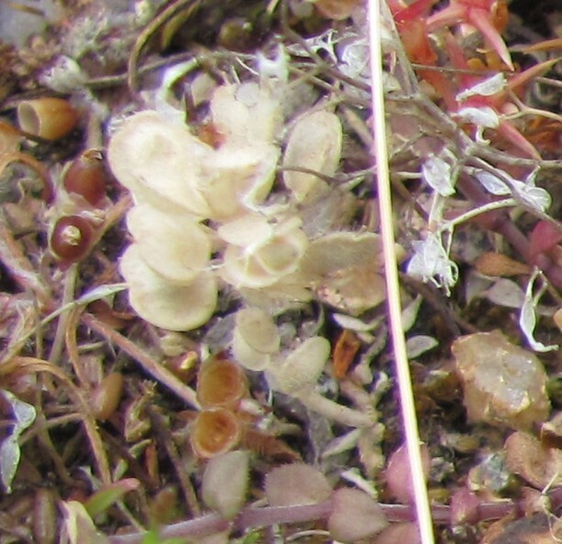 Alyssum granatense photo 3