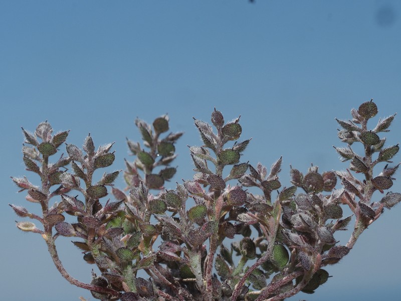 Alyssum granatense photo 4