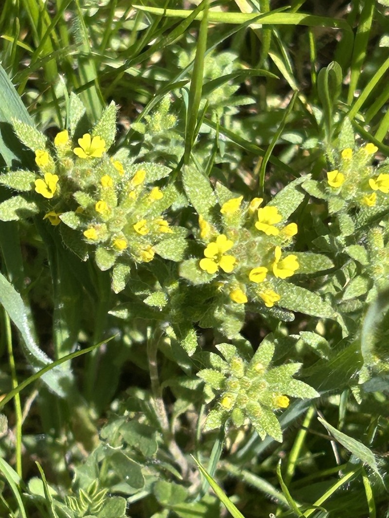 Alyssum granatense photo 5