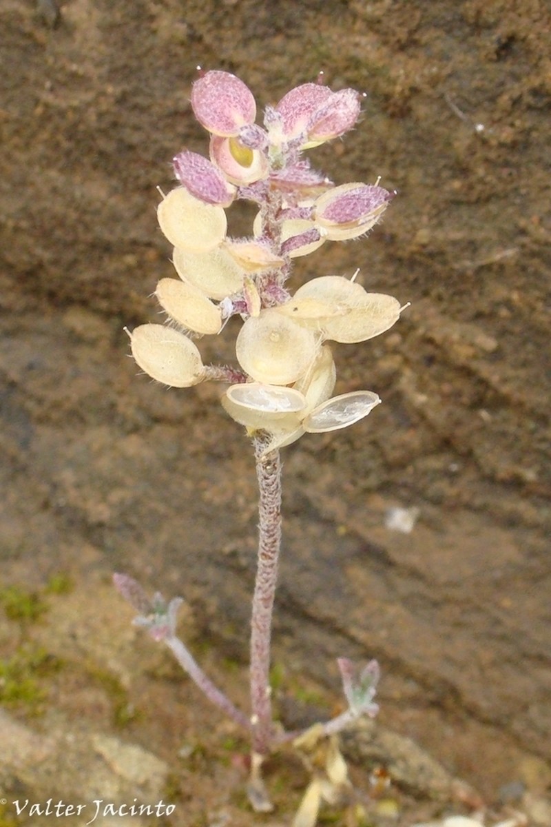 Alyssum granatense photo 6