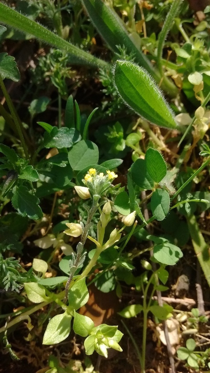 Alyssum granatense photo 7