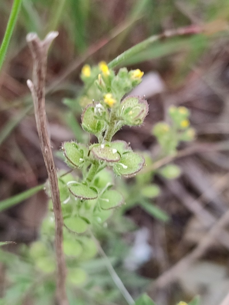 Alyssum granatense photo 8