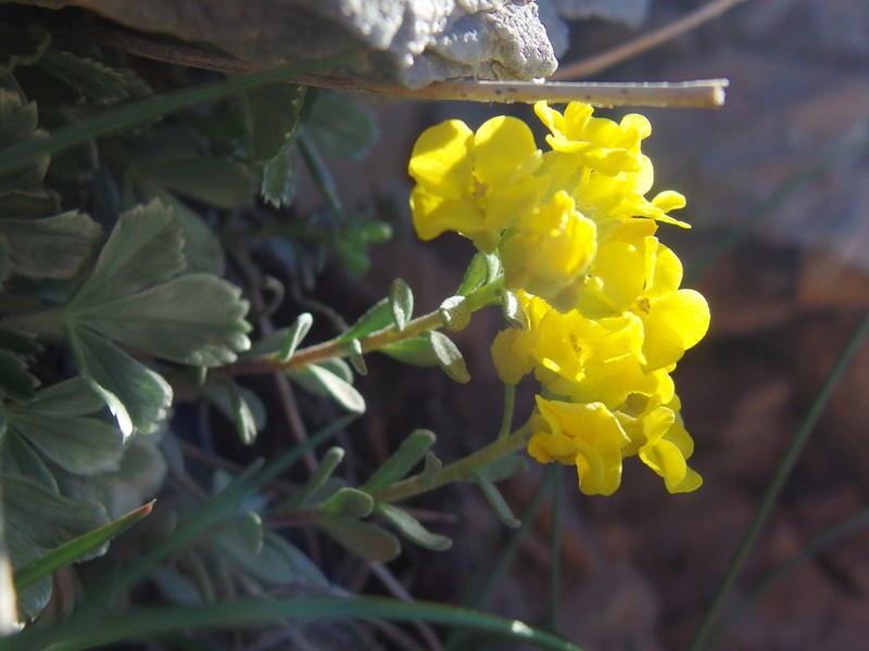 Alyssum handelii