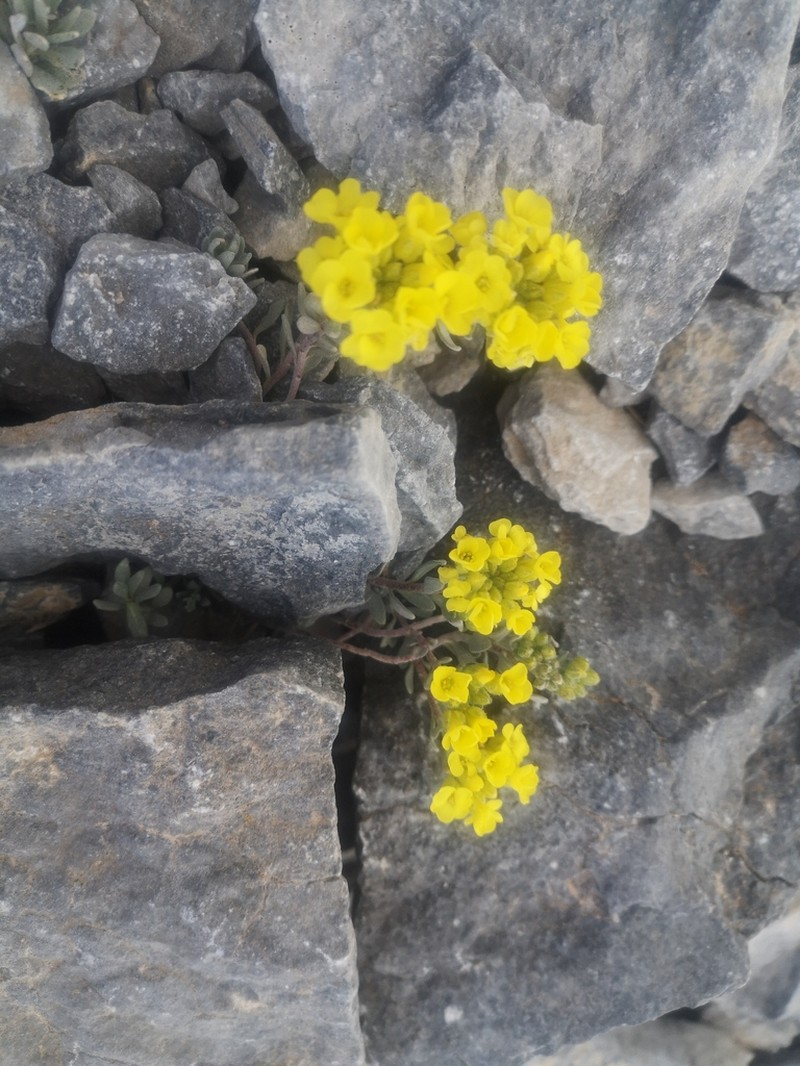 Alyssum handelii photo 3