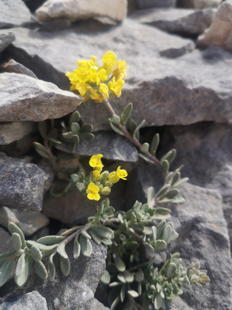 Alyssum handelii photo 4