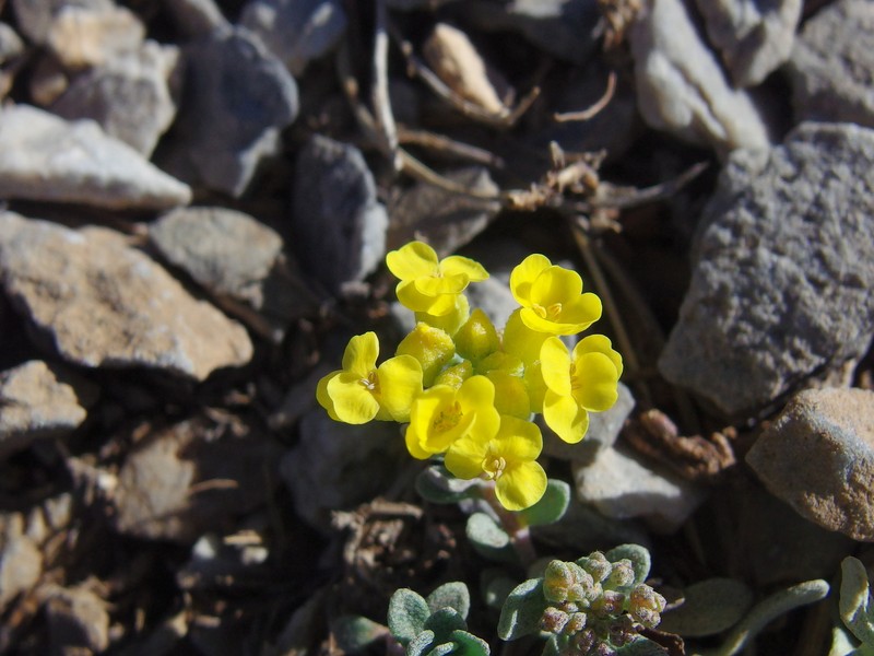 Alyssum handelii photo 5