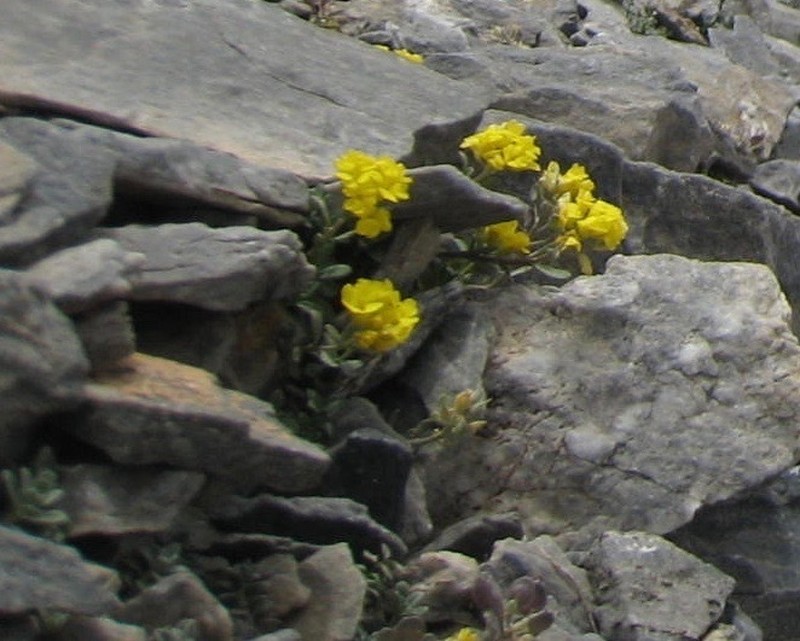 Alyssum handelii photo 6