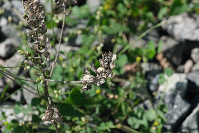 Alyssum hirsutum