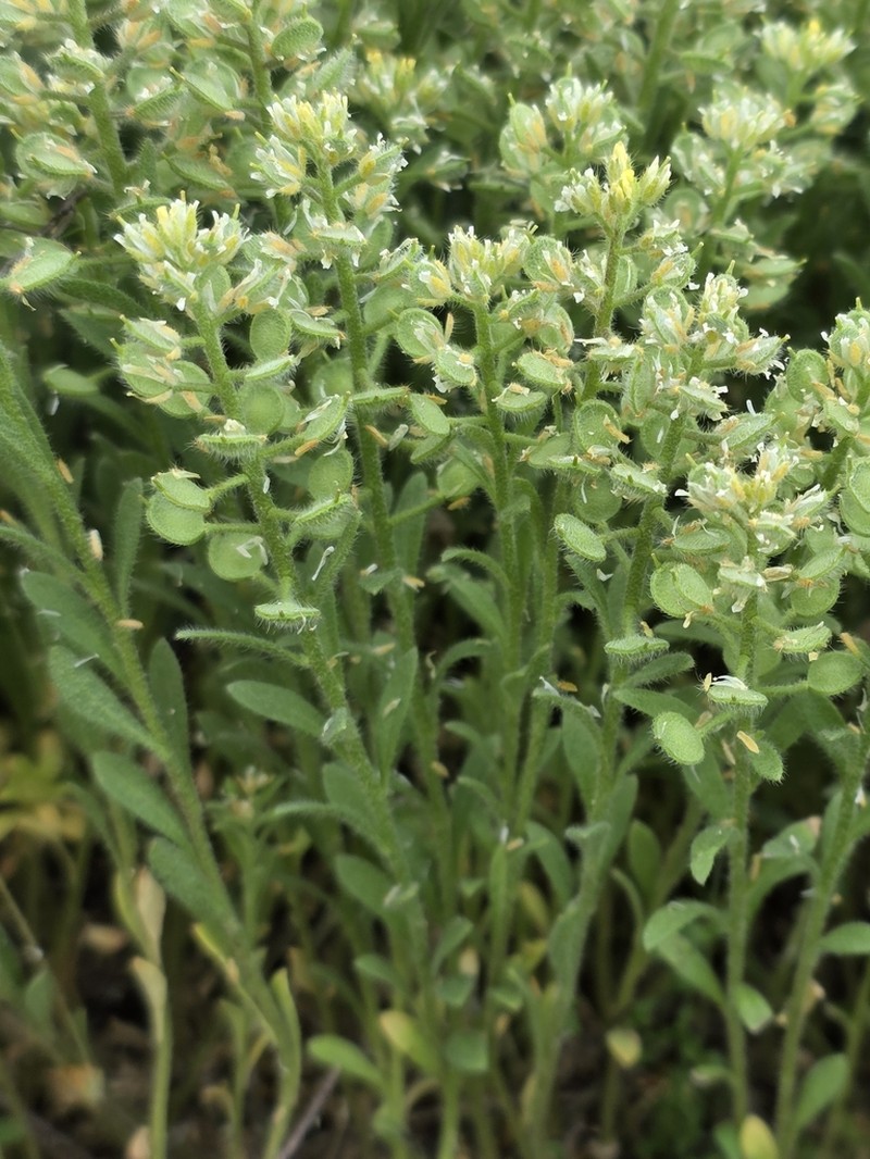 Alyssum hirsutum photo 2