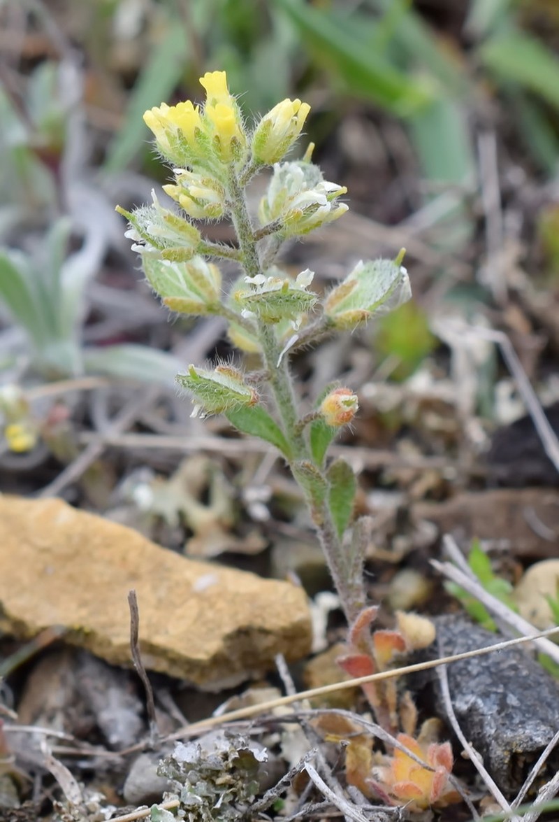 Alyssum hirsutum photo 3