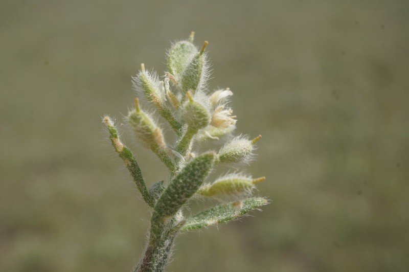 Alyssum hirsutum photo 5