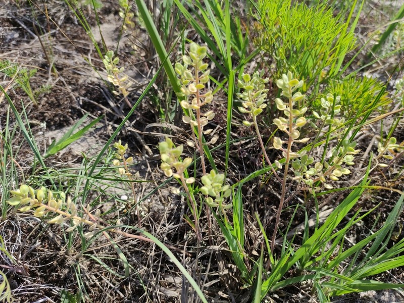 Alyssum hirsutum photo 6